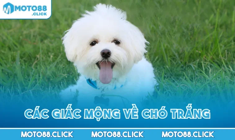 Các giấc mộng về chó trắng