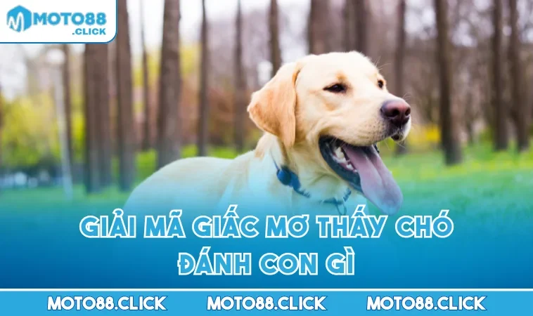 Giải mã giấc mơ thấy chó đánh con gì