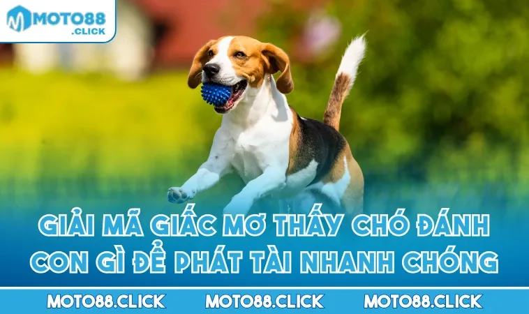 Giải Mã Giấc Mơ Thấy Chó Đánh Con Gì Để Phát Tài Nhanh Chóng