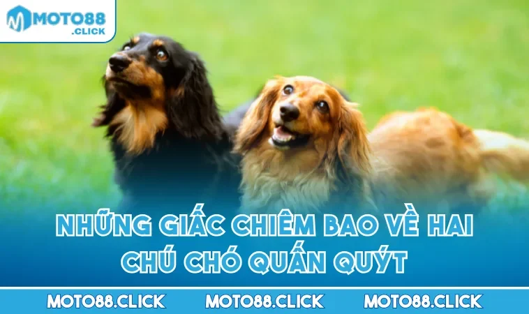 Những giấc chiêm bao về hai chú chó quấn quýt